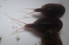 Lepidurus apus