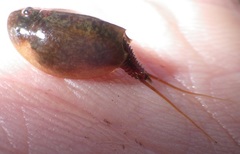 Lepidurus apus