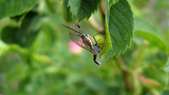 Dichrostigma flavipes