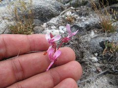 Pelargonium saxatile