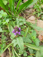 Prunella vulgaris image