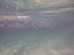 Atherinomorus lacunosus