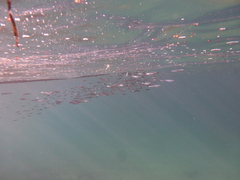 Atherinomorus lacunosus