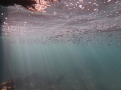 Atherinomorus lacunosus