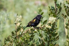 Euplectes capensis approximans