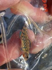 Etheostoma uniporum