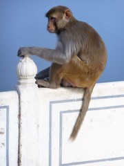 Macaca mulatta