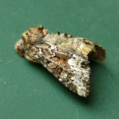Oligia strigilis
