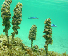 Aspidontus taeniatus