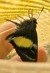 Hasora discolora