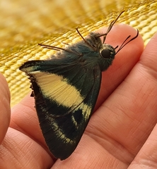 Hasora discolora