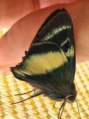 Hasora discolora