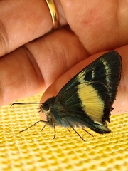 Hasora discolora