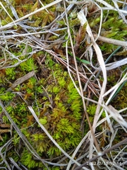 Tortella inclinata