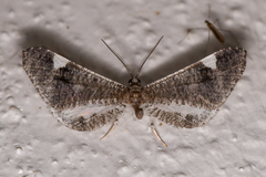 Macrosoma heliconiaria