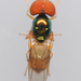Microchrysa - Photo (c) Chloe and Trevor Van Loon, some rights reserved (CC BY), uploaded by Chloe and Trevor Van Loon