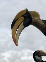 Buceros bicornis