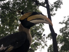 Buceros bicornis