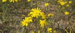Senecio glaucus