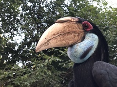 Wreathed Hornbill photo 2