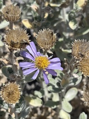Amellus asteroides mollis