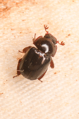 Ceratocanthinae