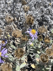 Amellus asteroides mollis