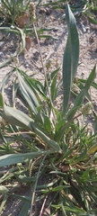 Plantago amplexicaulis