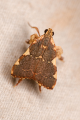 Parachma rufoflavalis