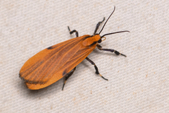 Lycomorphodes sordida