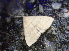 Herminia arenosa