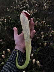Nepenthes bokorensis