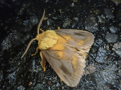 Narosoideus flavidorsalis