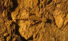 Mediodactylus orientalis