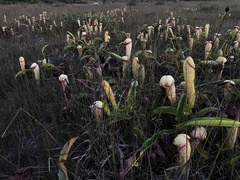 Nepenthes bokorensis