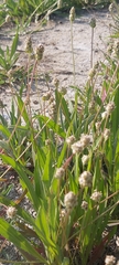 Plantago amplexicaulis