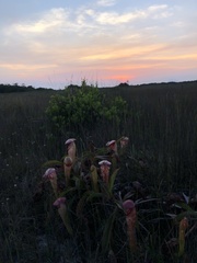 Nepenthes bokorensis