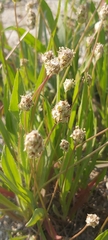 Plantago amplexicaulis