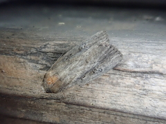 Athetis dissimilis