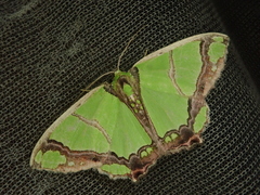 Agathia carissima