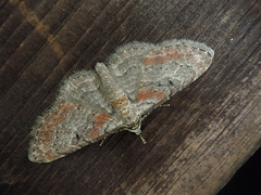 Eupithecia rufescens