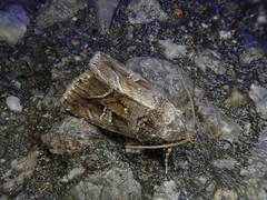 Protodeltote wiscotti