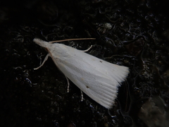 Calamotropha paludella