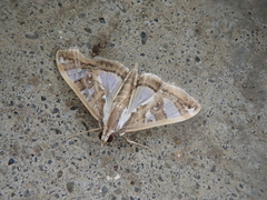 Glyphodes duplicalis