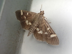 Herpetogramma luctuosalis
