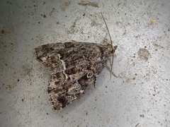 Protodeltote distinguenda