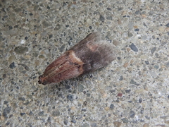 Acrobasis bellulella