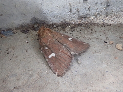 Acosmetia biguttula