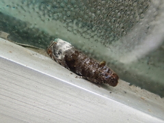 Hystrichoscelus spathanum