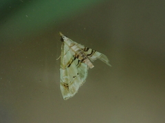 Trichophysetis cretacea